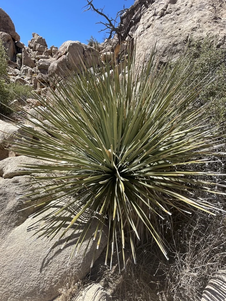 Nolina Parryi