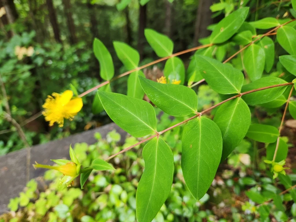 Hypericum Calycinum