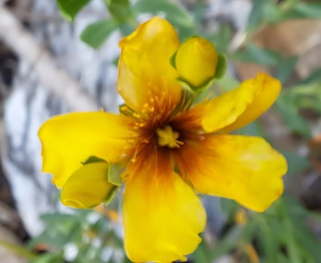 Hypericum Kalmianum