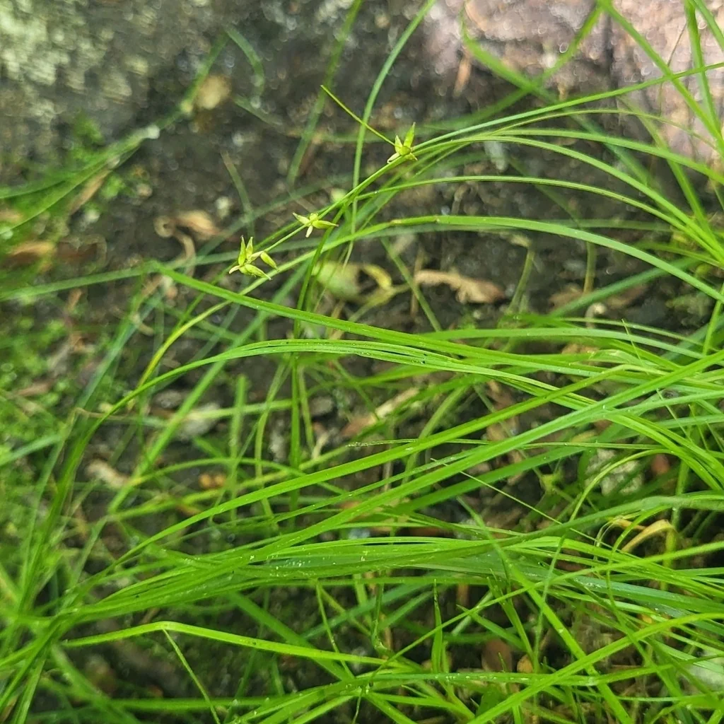 Carex Radiata