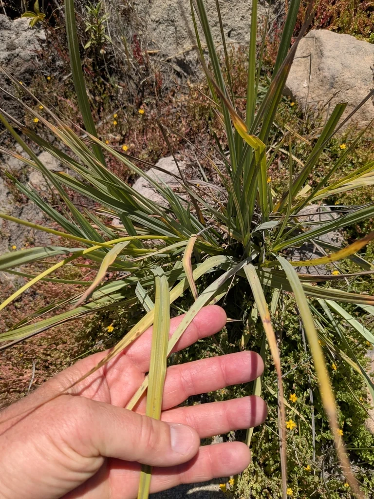 Carex Spissa