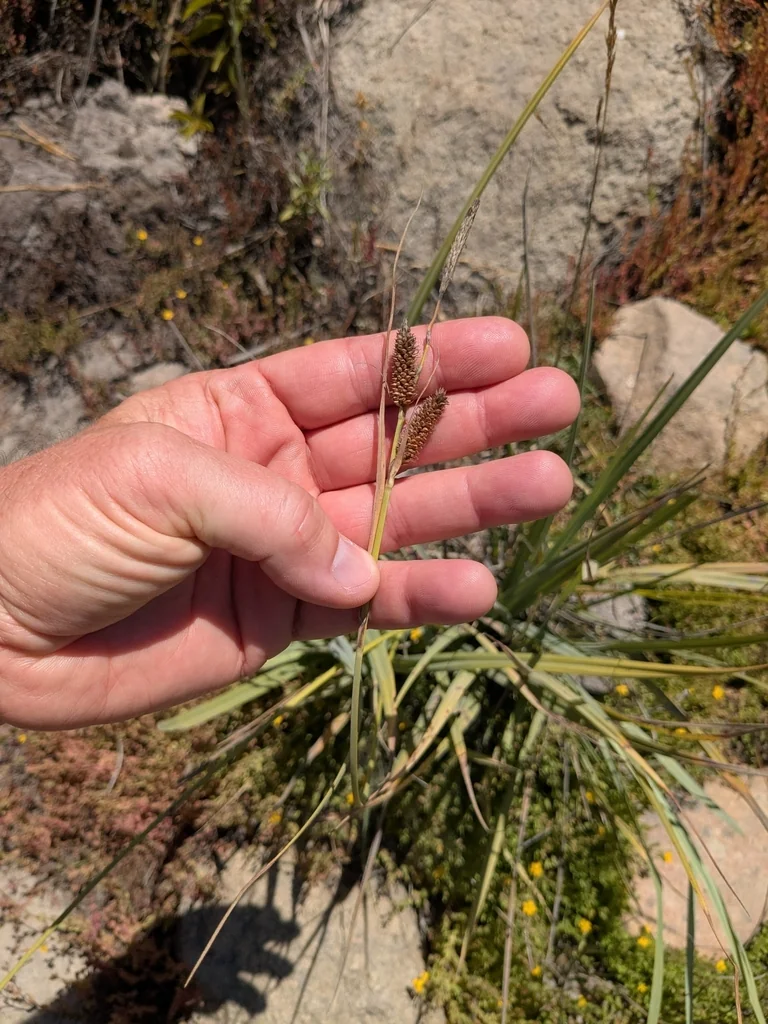Carex Spissa