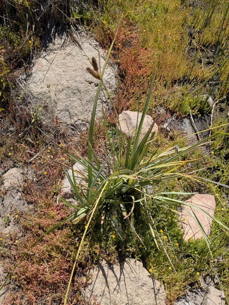 Carex Spissa