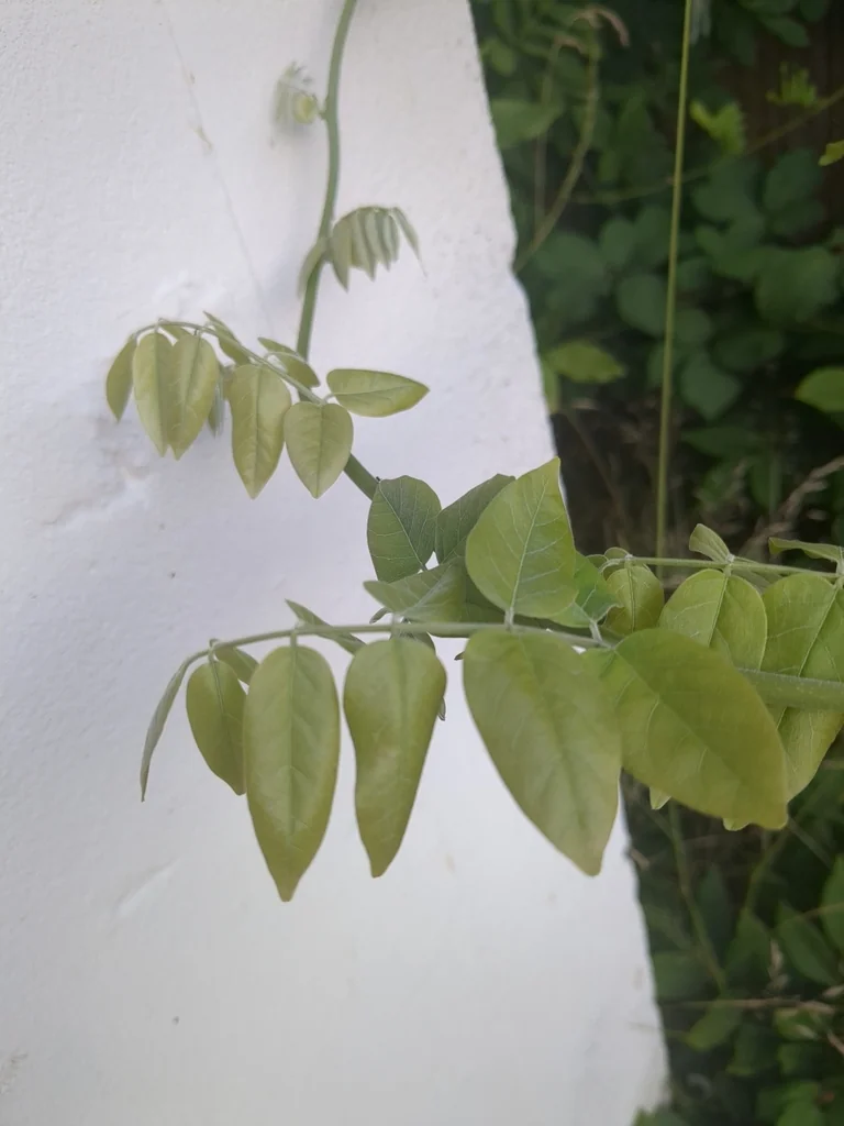 Wisteria Floribunda