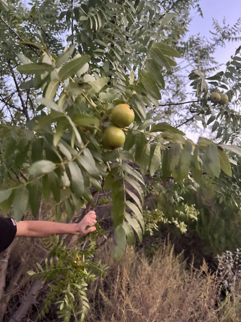 Juglans Californica
