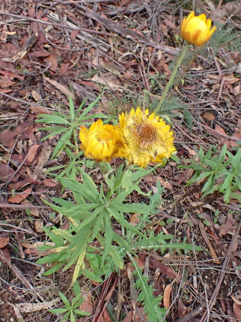 Bracteantha Bracteata
