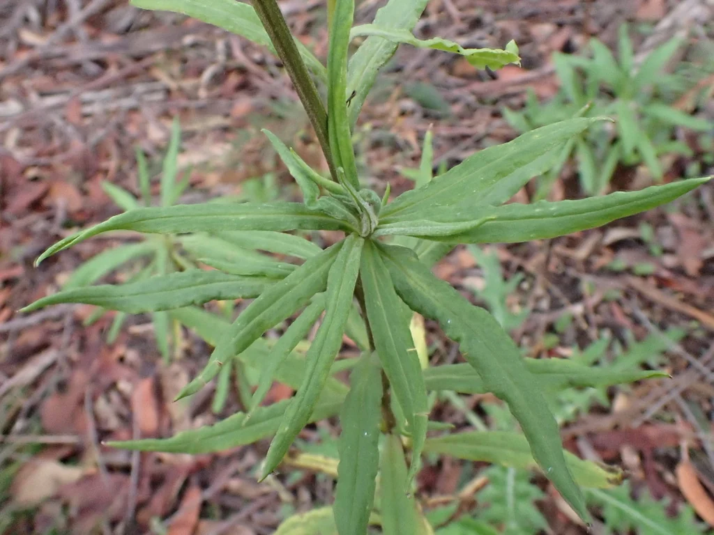 Bracteantha Bracteata