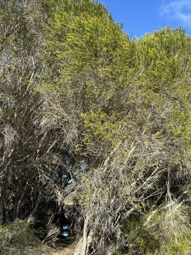 Melaleuca Armillaris