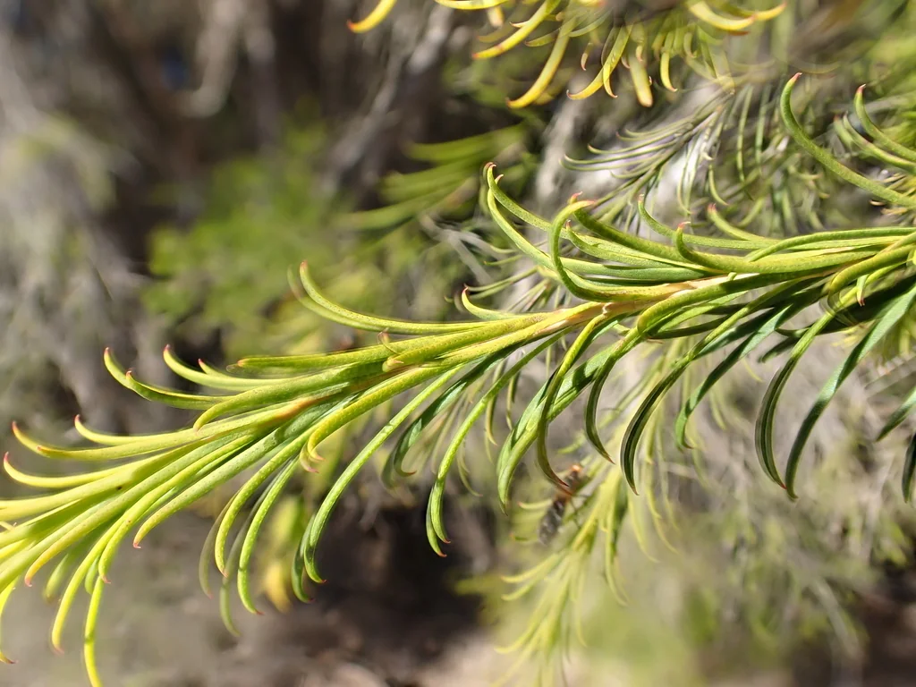 Melaleuca Armillaris
