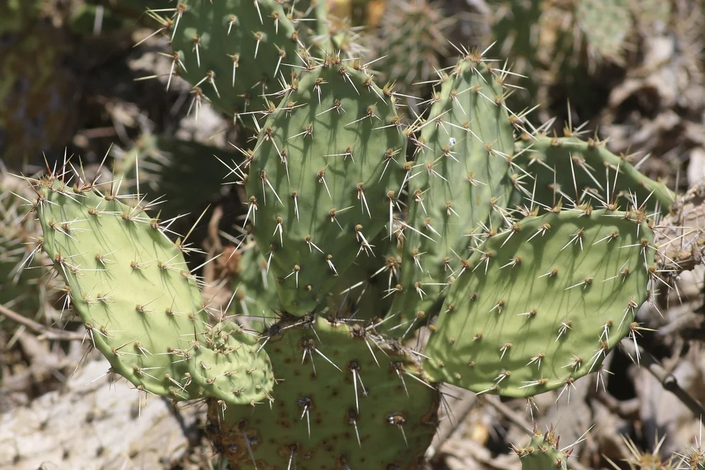 Opuntia littoralis