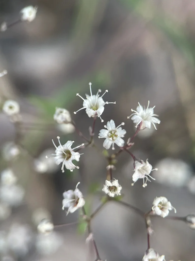 Gypsophila paniculata
