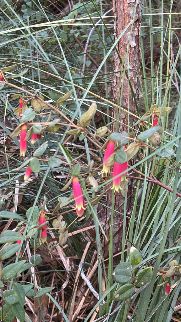 Correa Reflexa