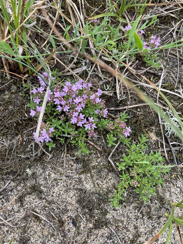 Thymus Serpyllum