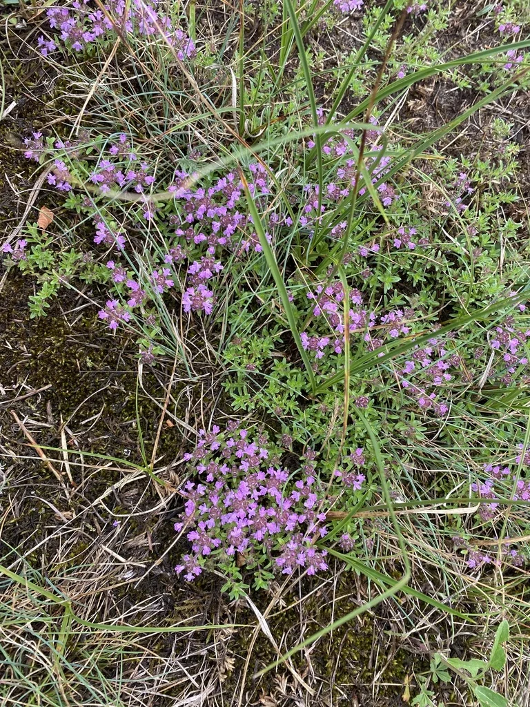 Thymus Serpyllum