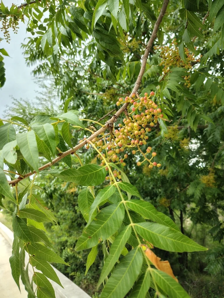 Rhus Lanceolata