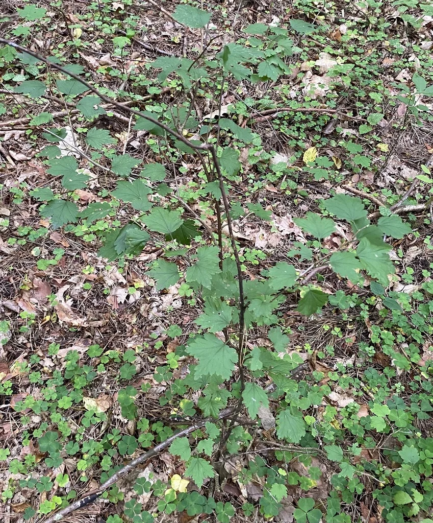 Ribes Alpinum