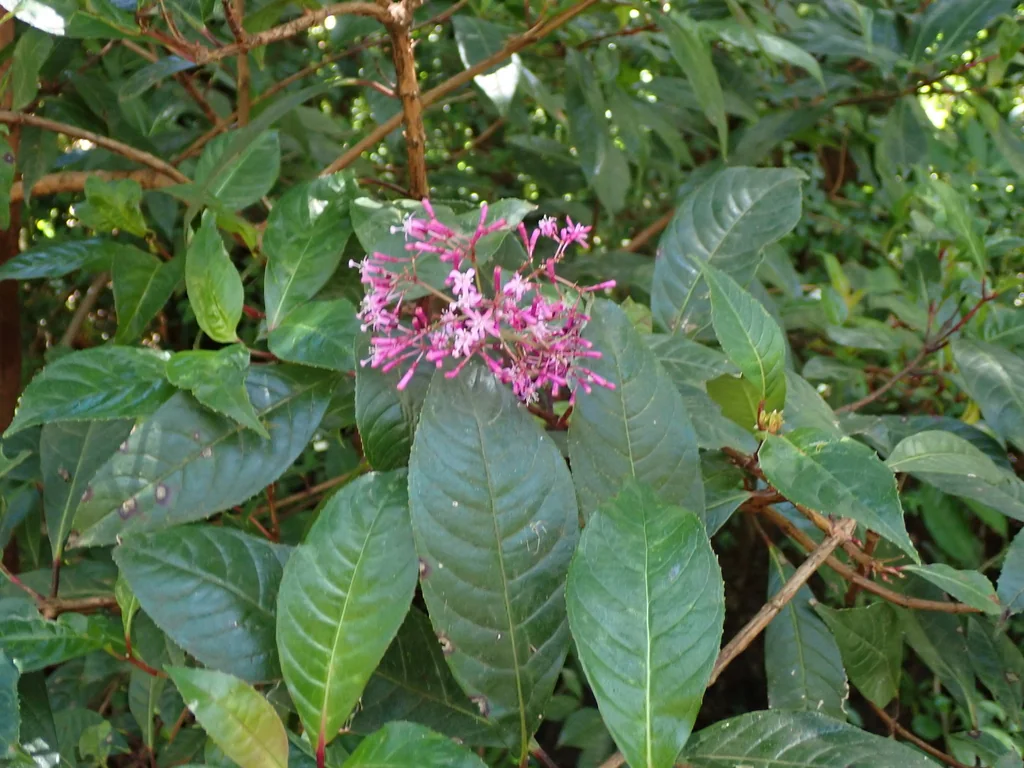 Fuchsia Paniculata