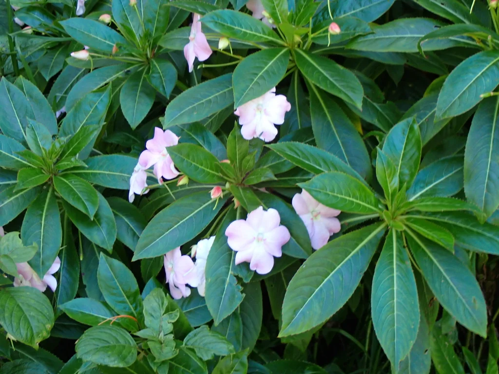 Impatiens Sodenii