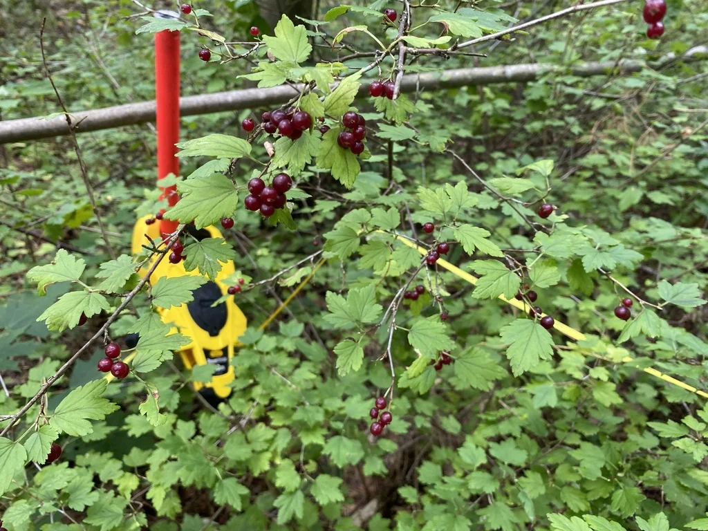 Ribes Alpinum