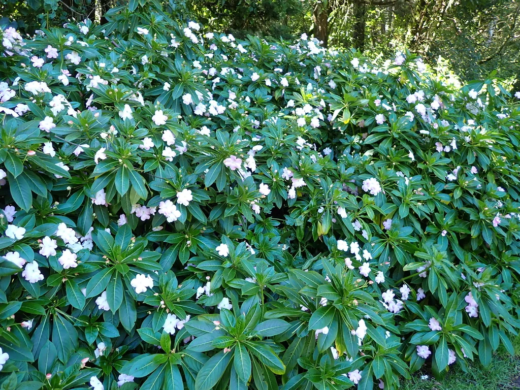 Impatiens Sodenii