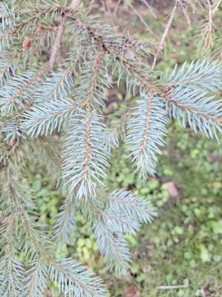 Picea Pungens