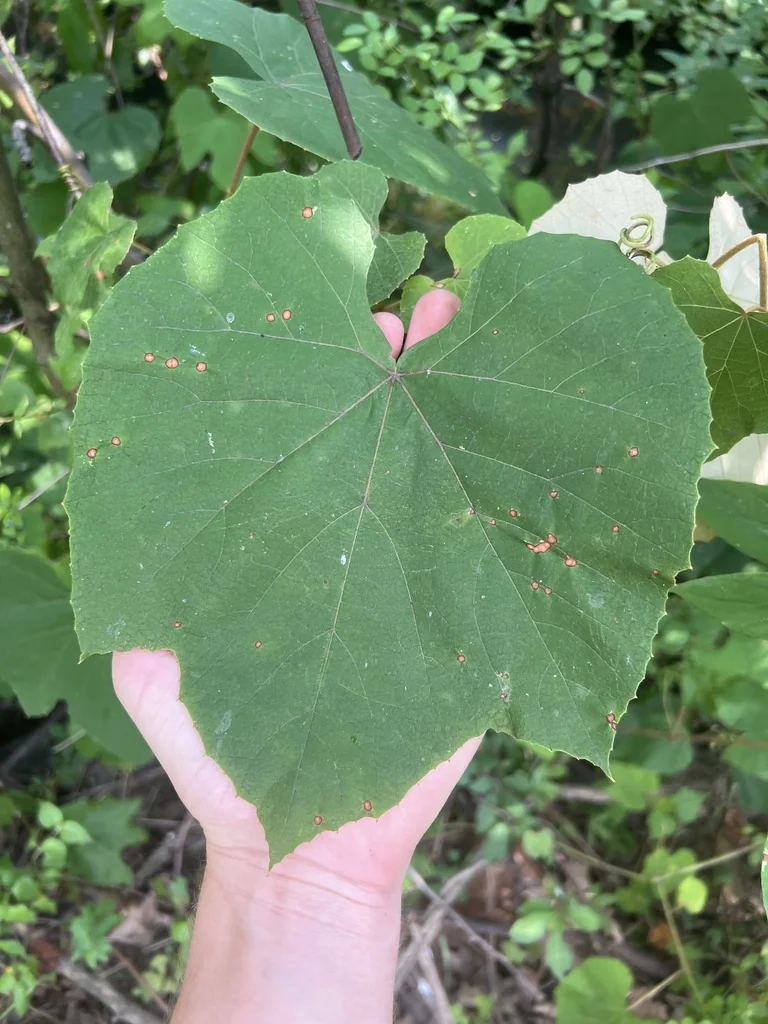 Vitis Labrusca