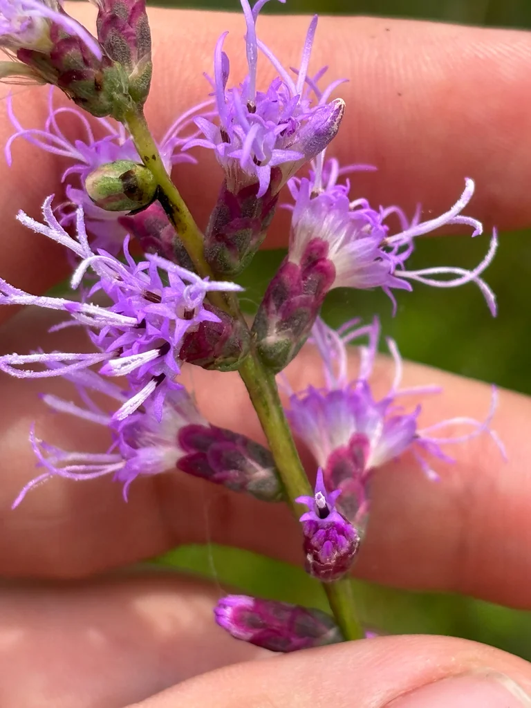 Liatris Spicata