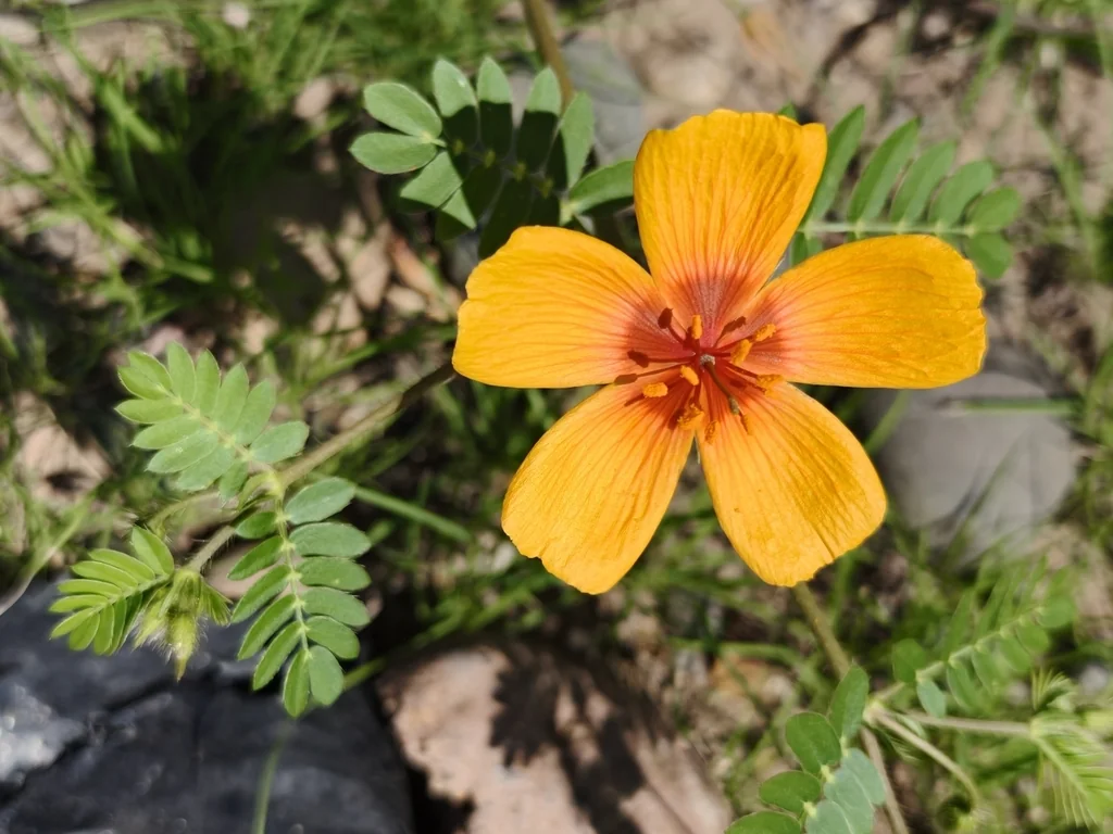 Kallstroemia Grandiflora