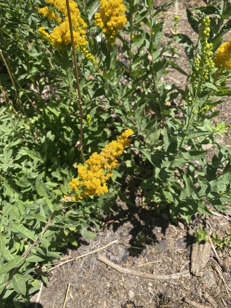 Solidago Canadensis Ssp. Elongata