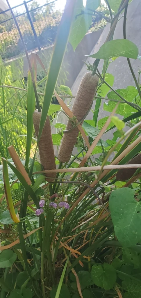Typha Domingensis