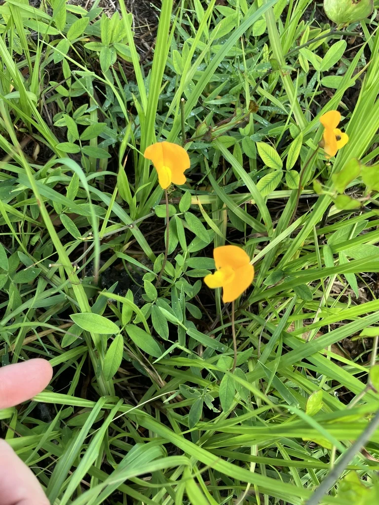 Arachis Glabrata