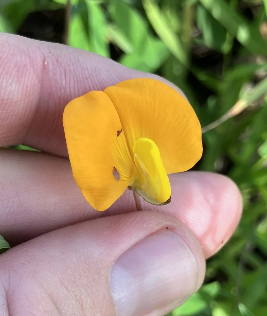 Arachis Glabrata