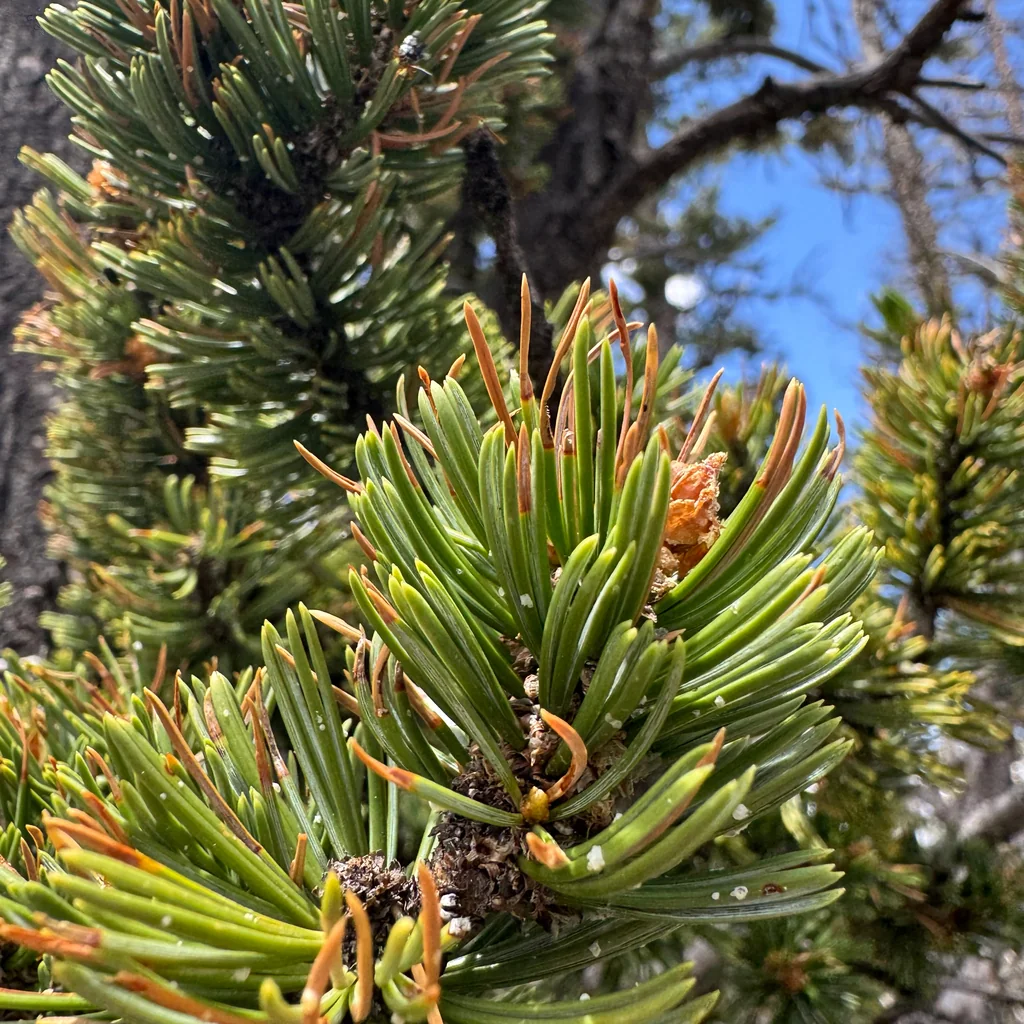 Pinus Aristata