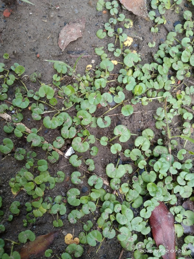 Dichondra Micrantha