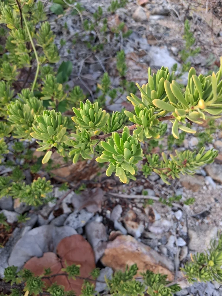 Suriana Maritima