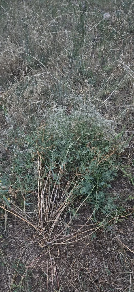 Gypsophila paniculata