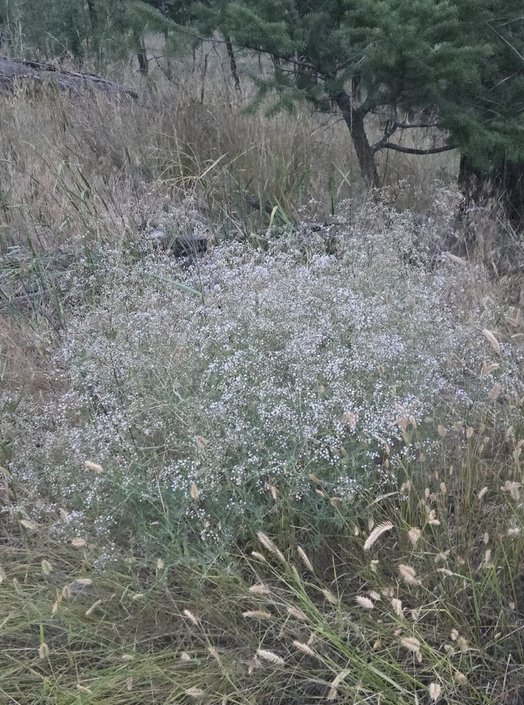Gypsophila paniculata