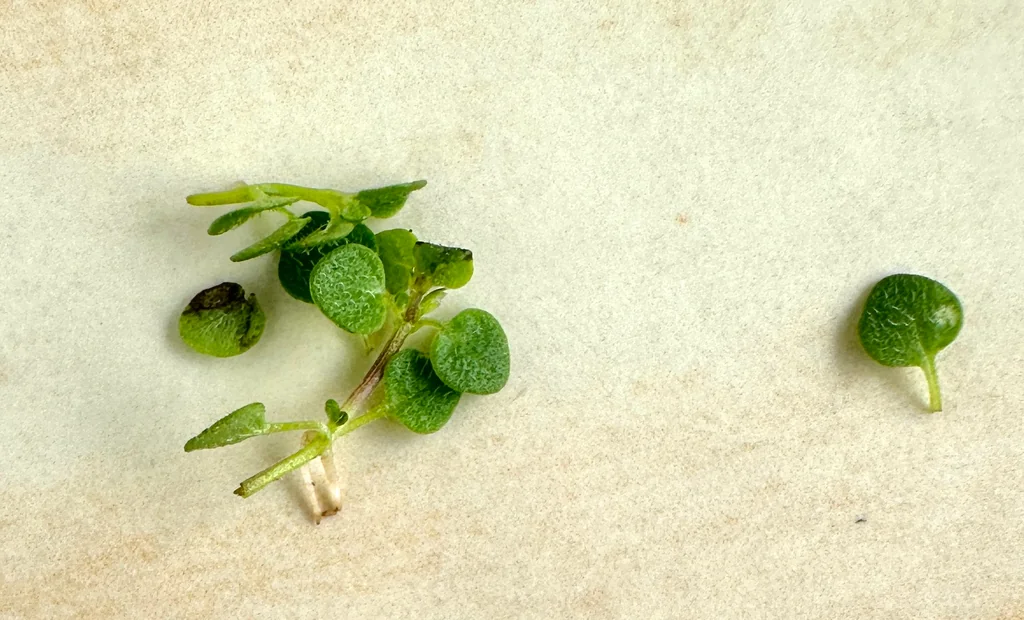 Mentha Requienii