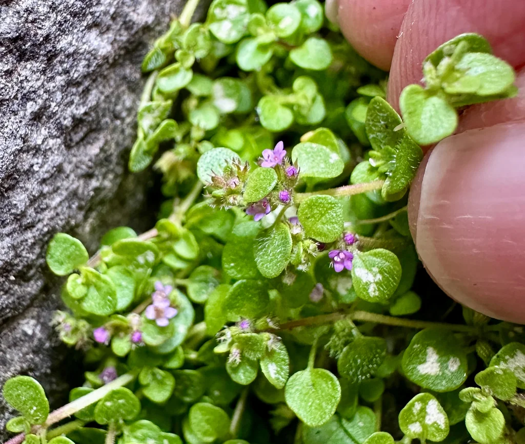 Mentha Requienii