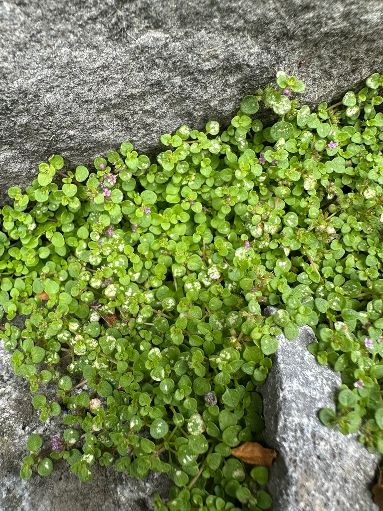 Mentha Requienii