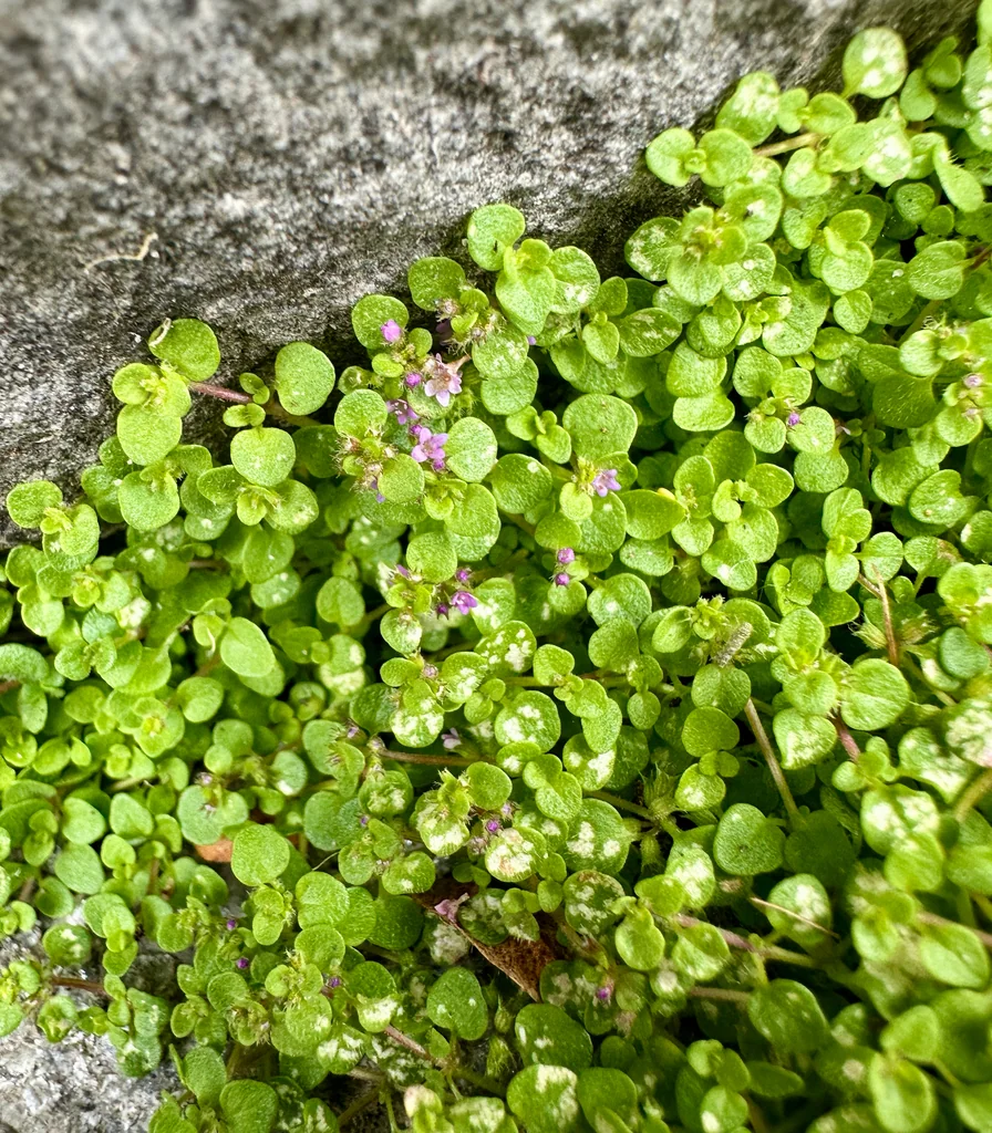 Mentha Requienii