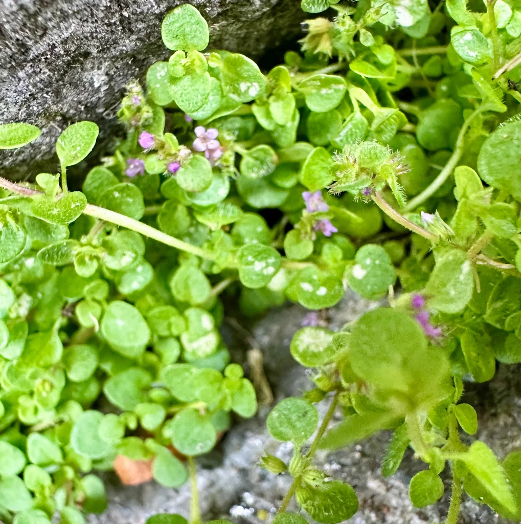 Mentha Requienii