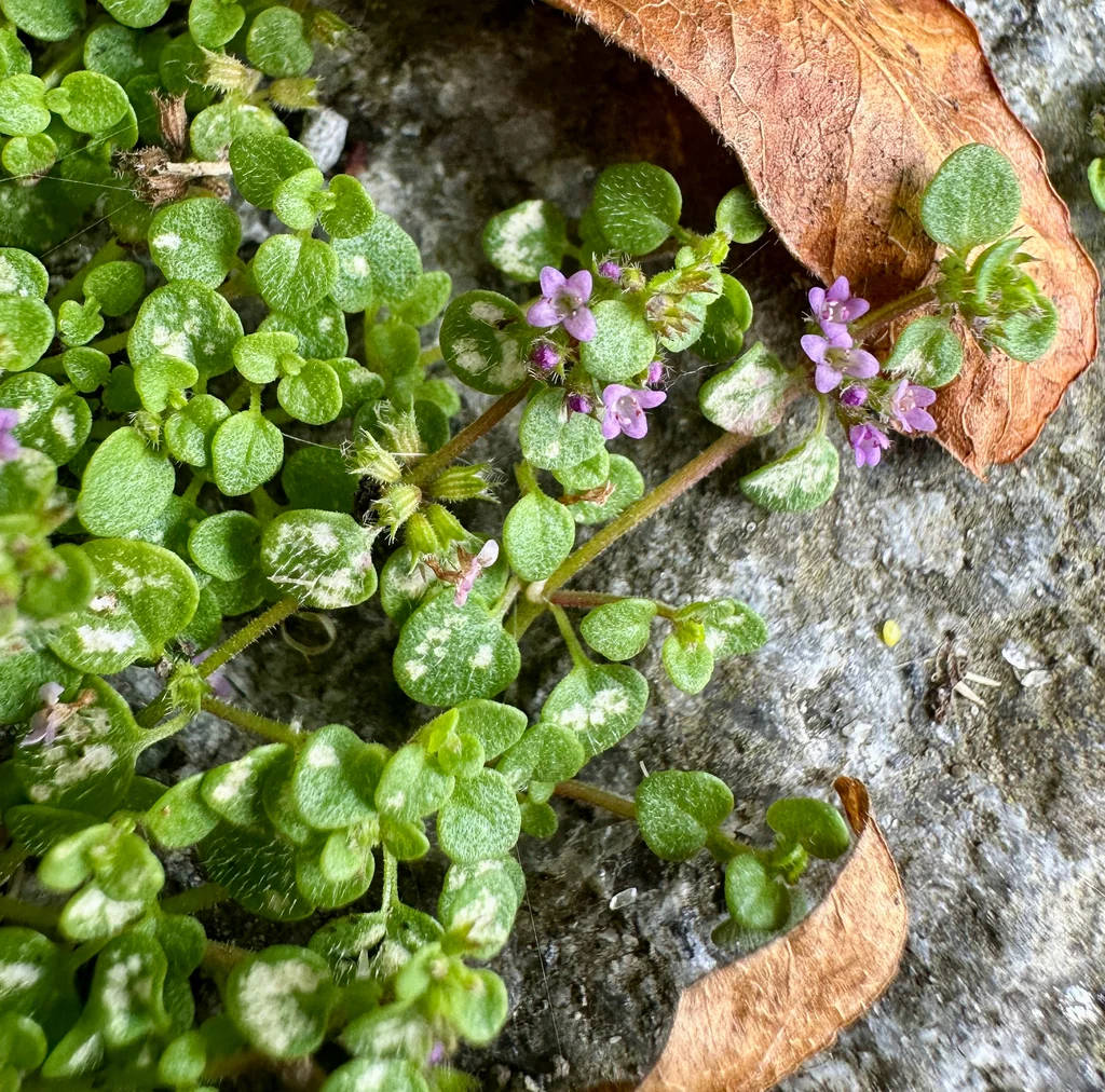 Mentha Requienii