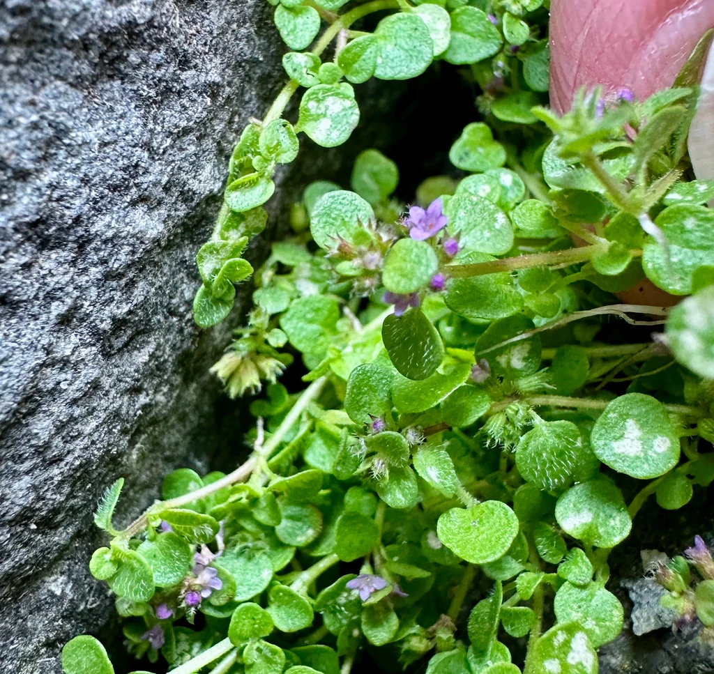 Mentha Requienii