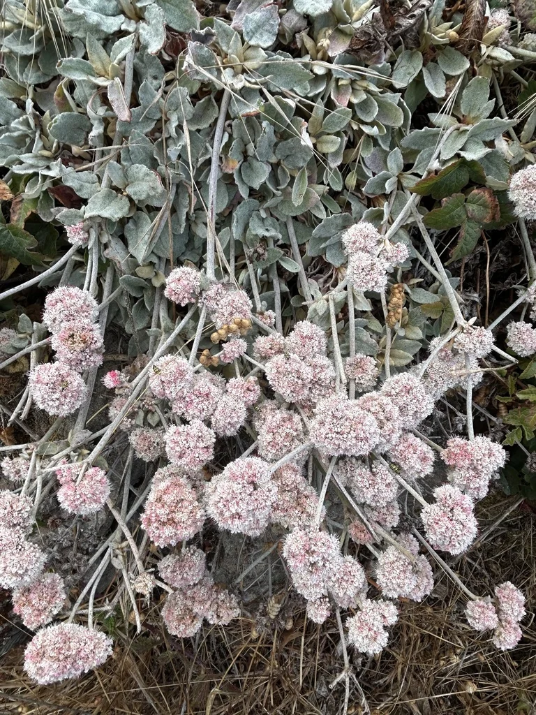 Eriogonum latifolium