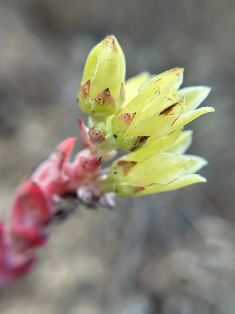 Dudleya Farinosa