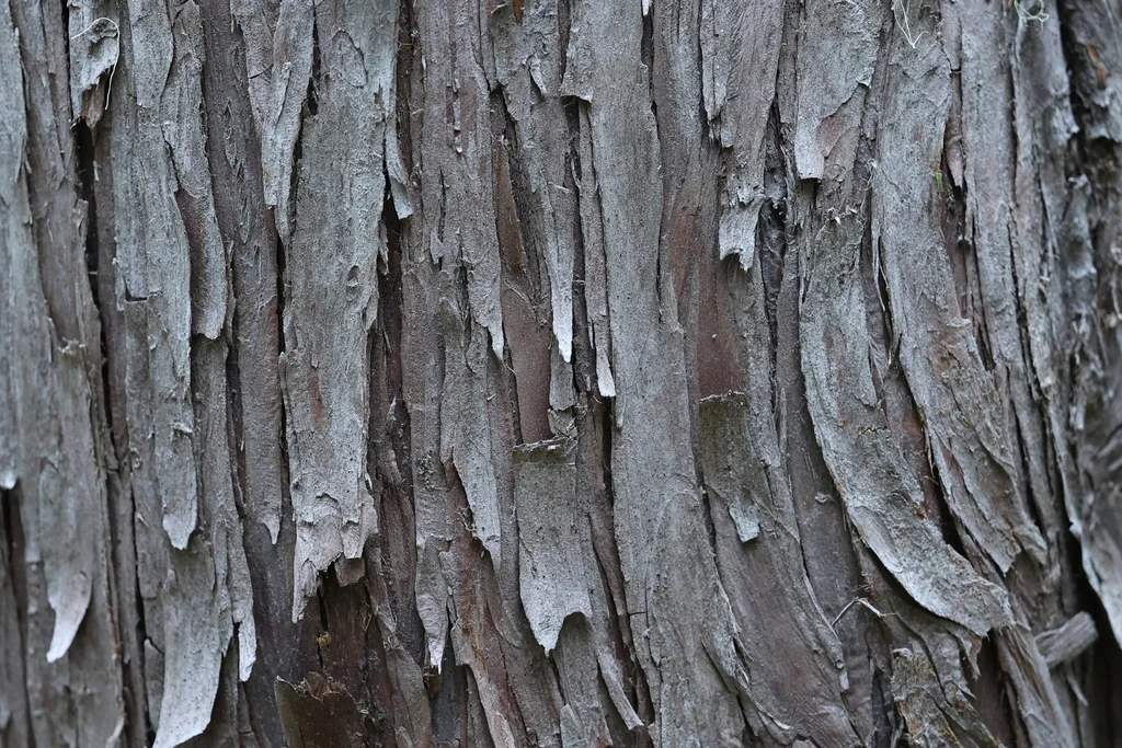 Callitropsis Nootkatensis