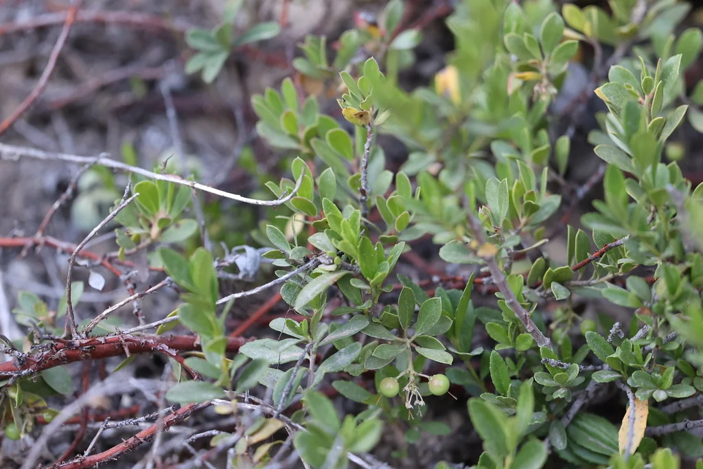 Arctostaphylos Nevadensis
