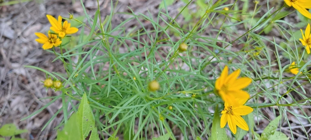 Coreopsis verticillata