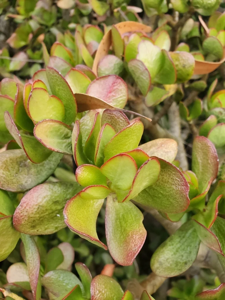 Crassula Ovata